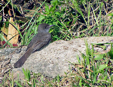 BURLISTO COMÚN (Myiarchus swainsoni)  - Jardin Botánico-MONTEVIDEO (Abril 2010)